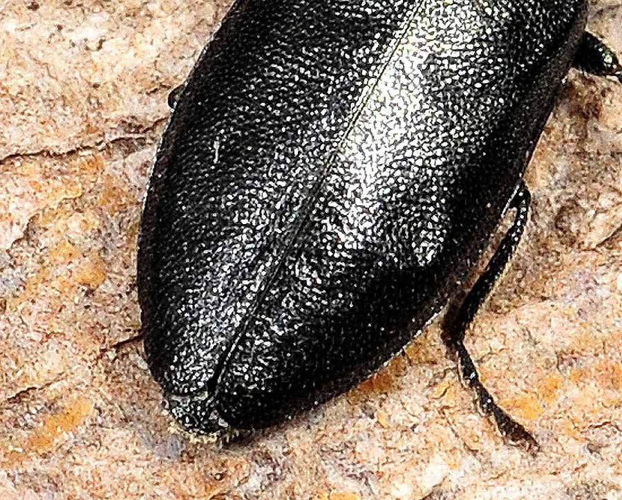 Buprestidae da det:  Phaenops knoteki knoteki